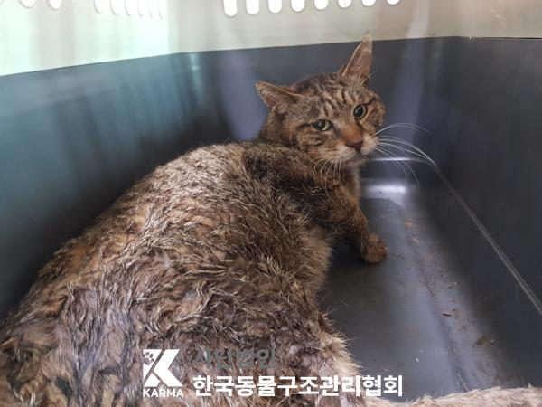 [고양이] 한국 고양이 서울-서대문-2025-00068 유기동물 배경 이미지 입니다.