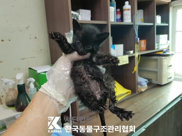 [고양이] 한국 고양이 서울-강북-2025-00065 유기동물 배경 이미지 입니다.