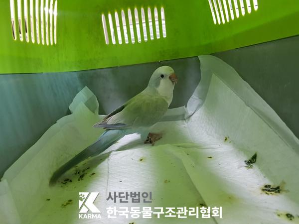 [기타축종] 퀘이커  서울-성북-2025-00059 유기동물 배경 이미지 입니다.