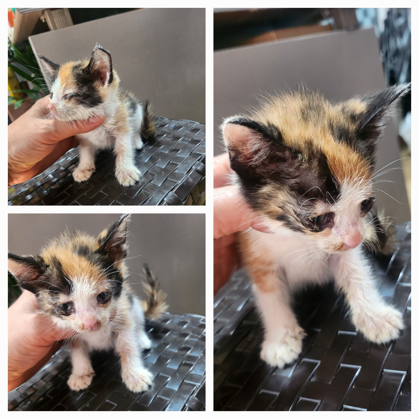 [고양이] 한국 고양이 경북-문경-2025-00201 유기동물 배경 이미지 입니다.
