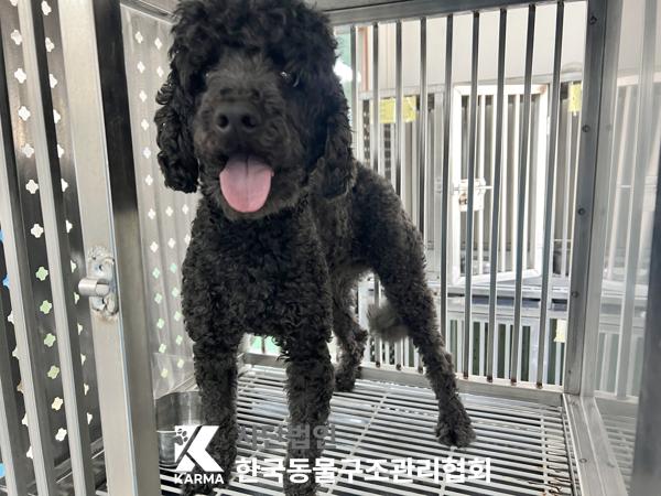 [개] 푸들 서울-송파-2025-00057 유기동물 배경 이미지 입니다.