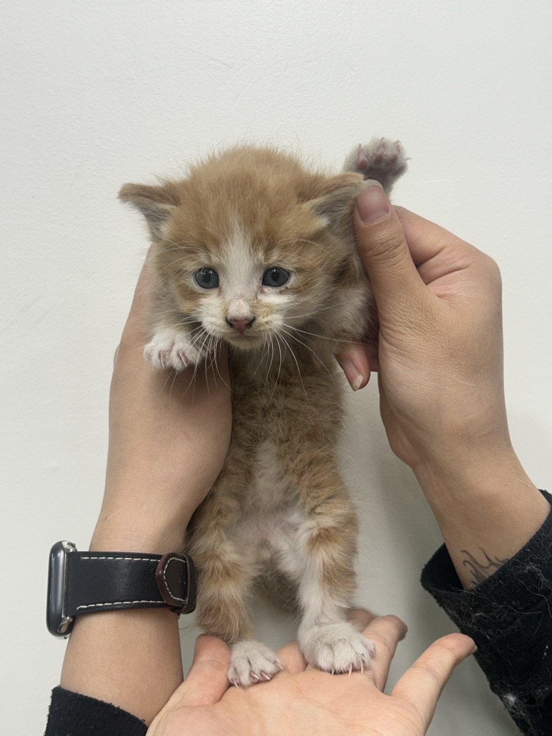 [고양이] 한국 고양이 전북-전주-2025-00445 유기동물 배경 이미지 입니다.