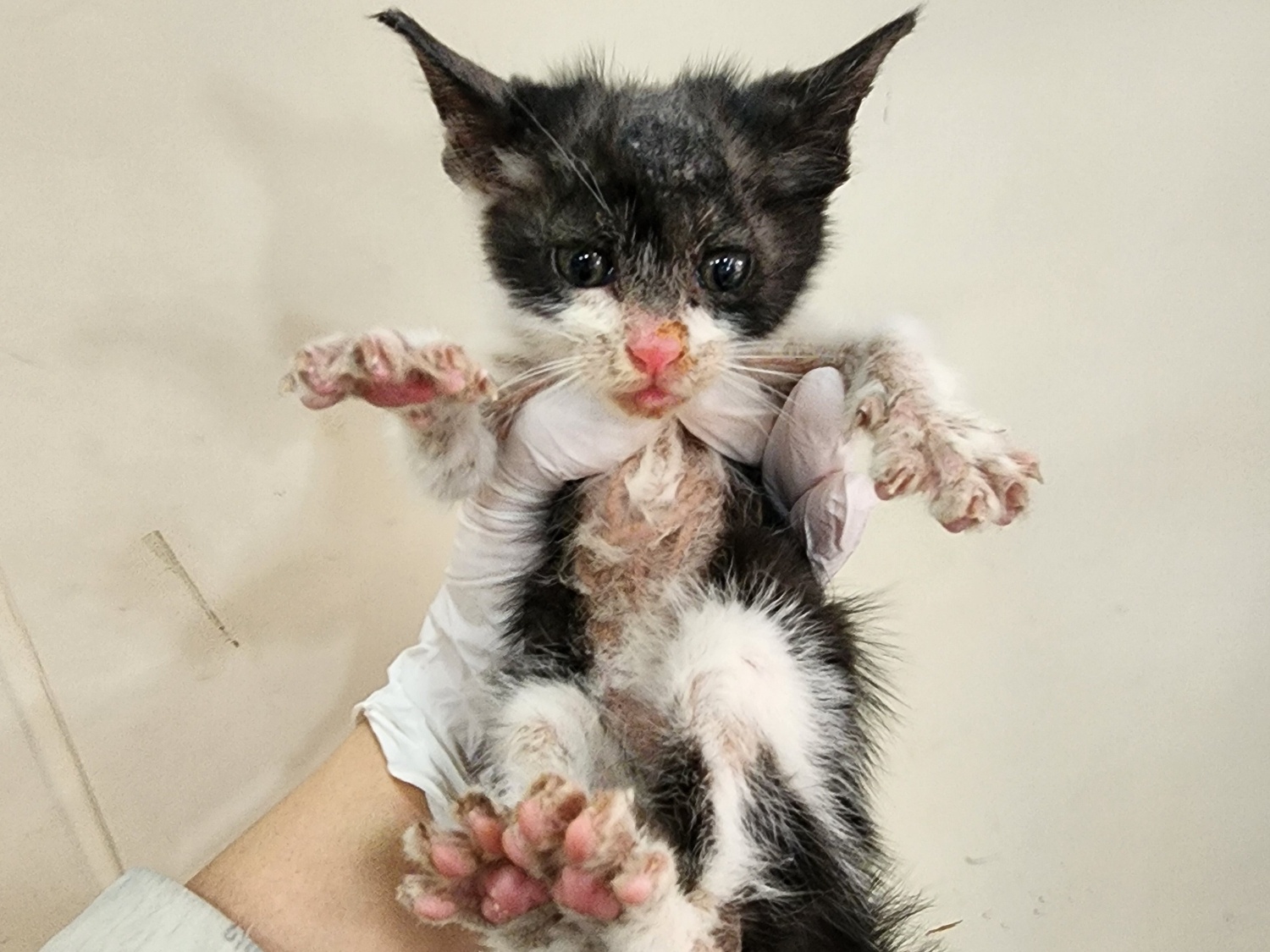 [고양이] 한국 고양이 인천-서구-2025-00404 유기동물 배경 이미지 입니다.