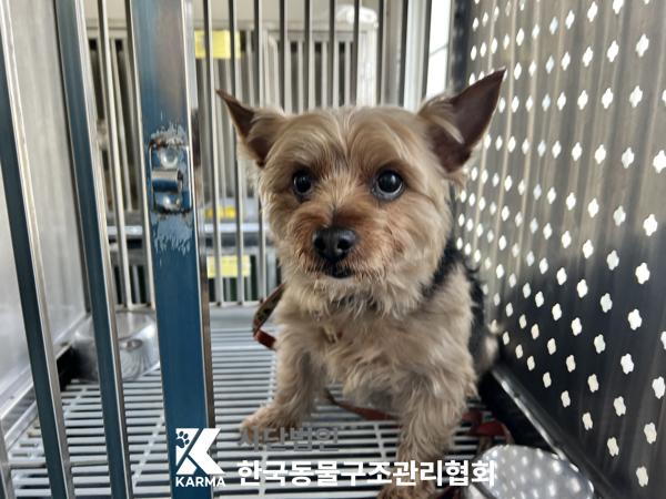 [개] 요크셔 테리어 서울-송파-2025-00058 유기동물 배경 이미지 입니다.