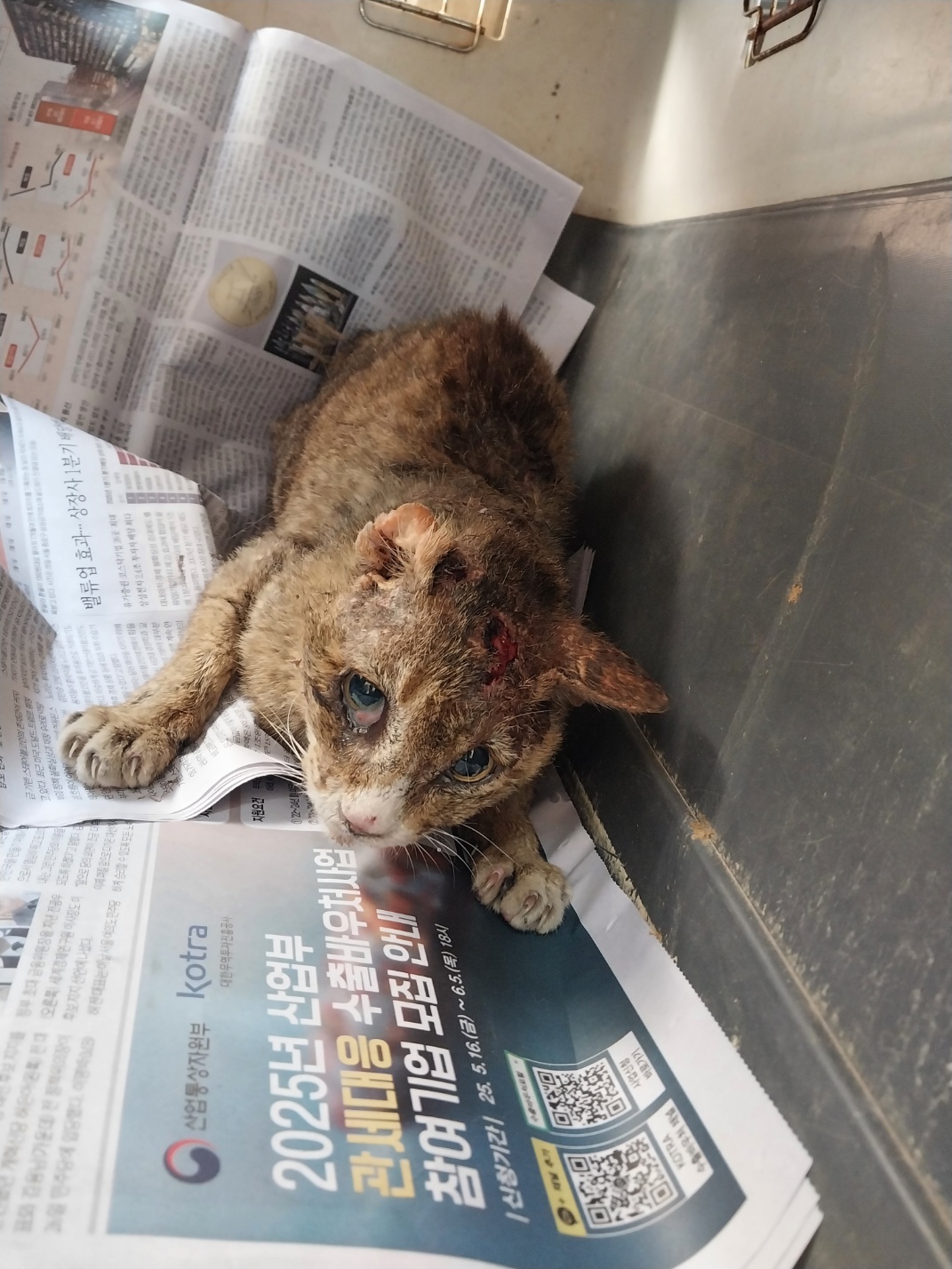 [고양이] 한국 고양이 경남-거제-2025-00219 유기동물 배경 이미지 입니다.