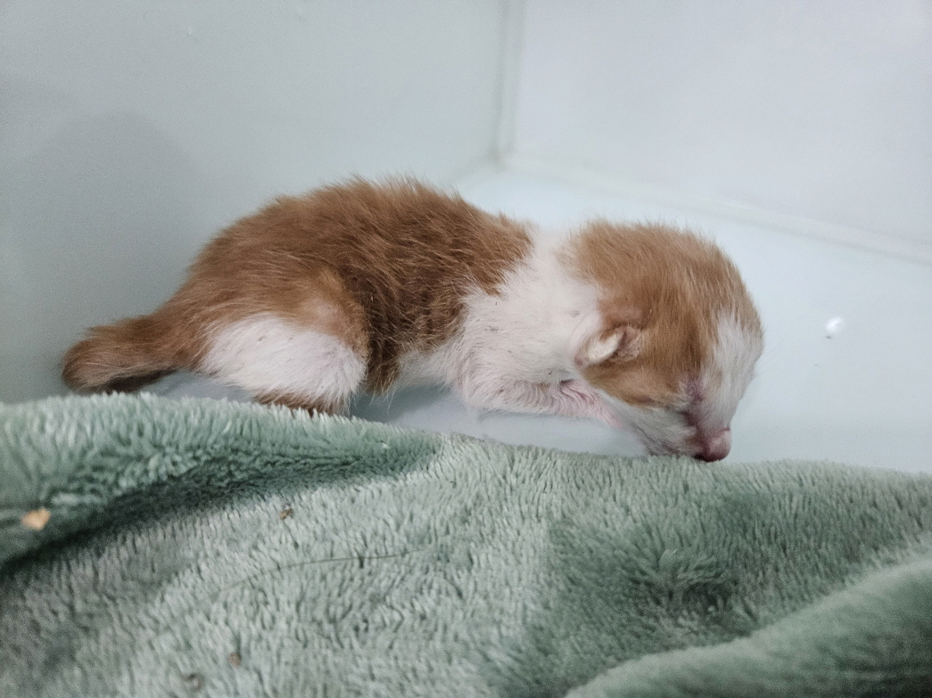 [고양이] 한국 고양이 서울-용산-2025-00071 유기동물 배경 이미지 입니다.