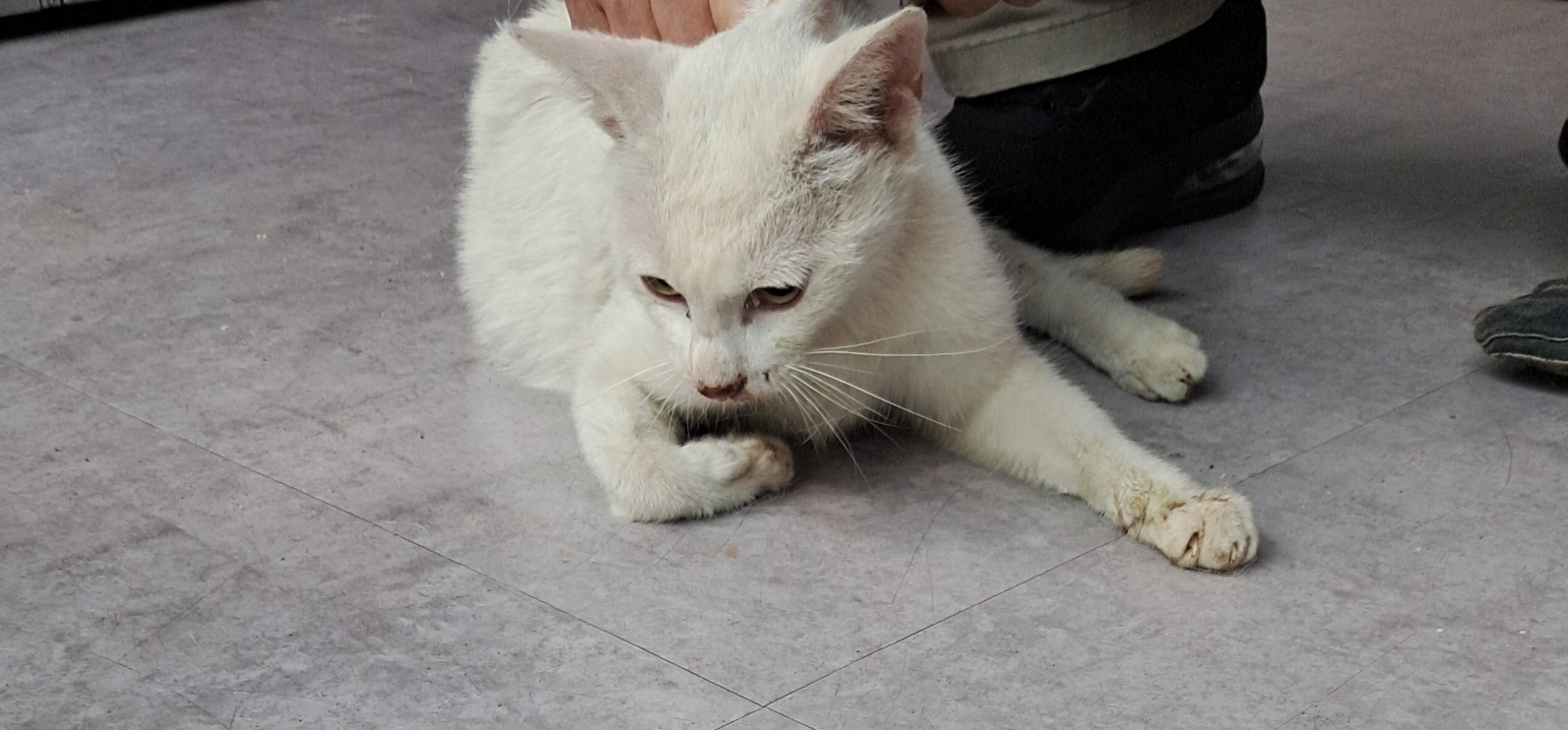 [고양이] 한국 고양이 전남-나주-2025-00641 유기동물 배경 이미지 입니다.