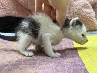 [고양이] 한국 고양이 광주-남구-2025-00143 유기동물 배경 이미지 입니다.