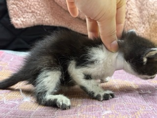 [고양이] 한국 고양이 광주-남구-2025-00145 유기동물 배경 이미지 입니다.