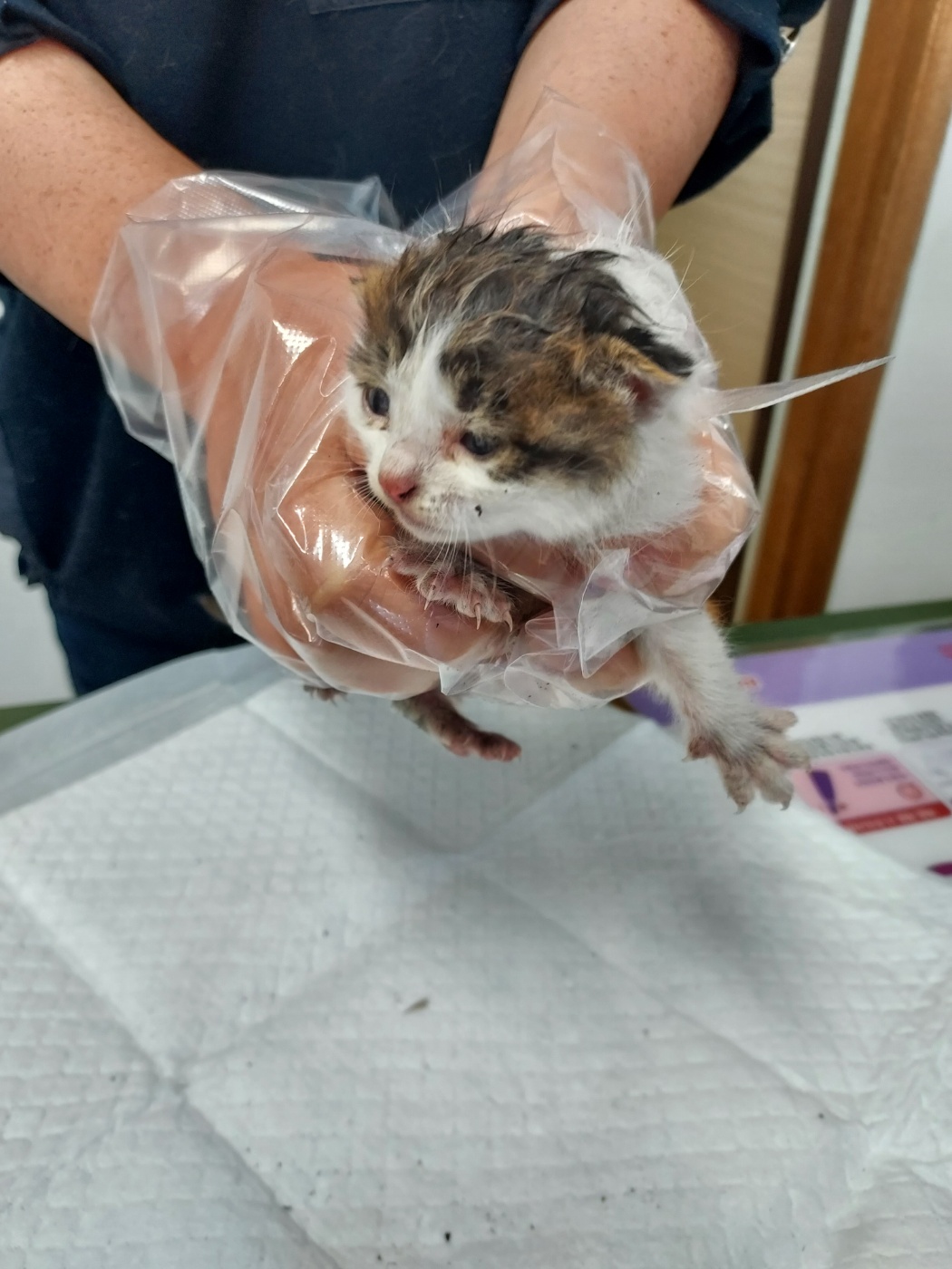 [고양이] 믹스묘 전북-남원-2025-00209 유기동물 배경 이미지 입니다.