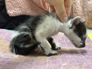 [고양이] 한국 고양이 광주-남구-2025-00144 유기동물 배경 이미지 입니다.