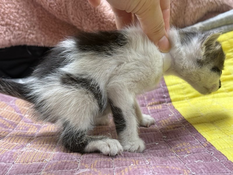 [고양이] 한국 고양이 광주-남구-2025-00142 유기동물 배경 이미지 입니다.