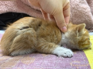 [고양이] 한국 고양이 광주-광산-2025-00212 유기동물 배경 이미지 입니다.