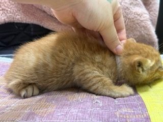 [고양이] 한국 고양이 광주-광산-2025-00213 유기동물 배경 이미지 입니다.