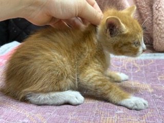 [고양이] 한국 고양이 광주-광산-2025-00214 유기동물 배경 이미지 입니다.