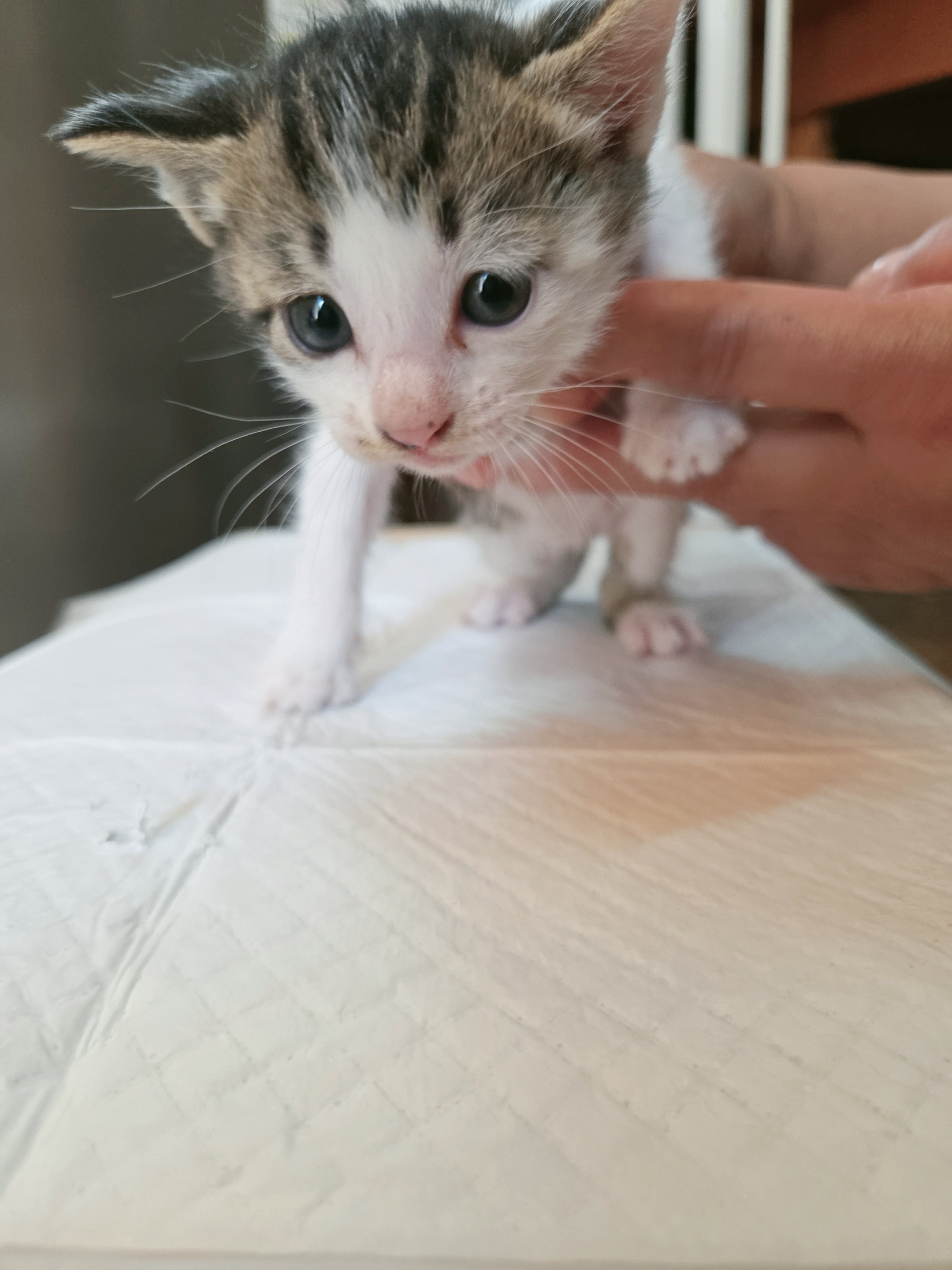[고양이] 한국 고양이 전남-나주-2025-00658 유기동물 배경 이미지 입니다.