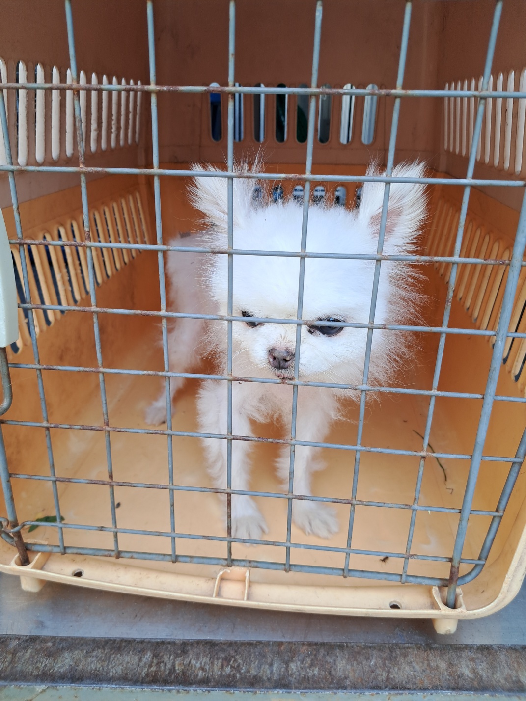 [개] 포메라니안 경남-거제-2025-00220 유기동물 배경 이미지 입니다.