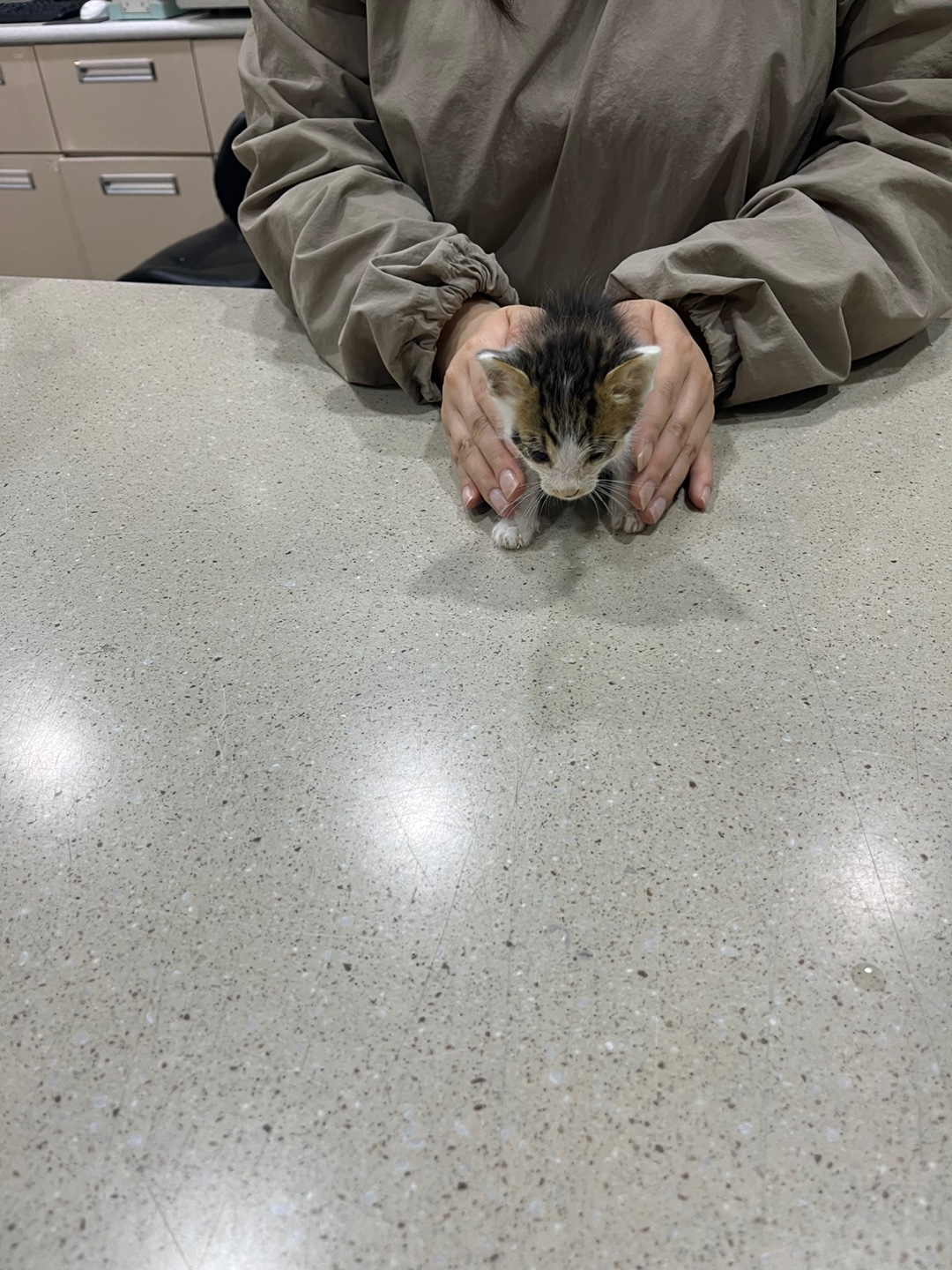 [고양이] 한국 고양이 전북-전주-2025-00451 유기동물 배경 이미지 입니다.