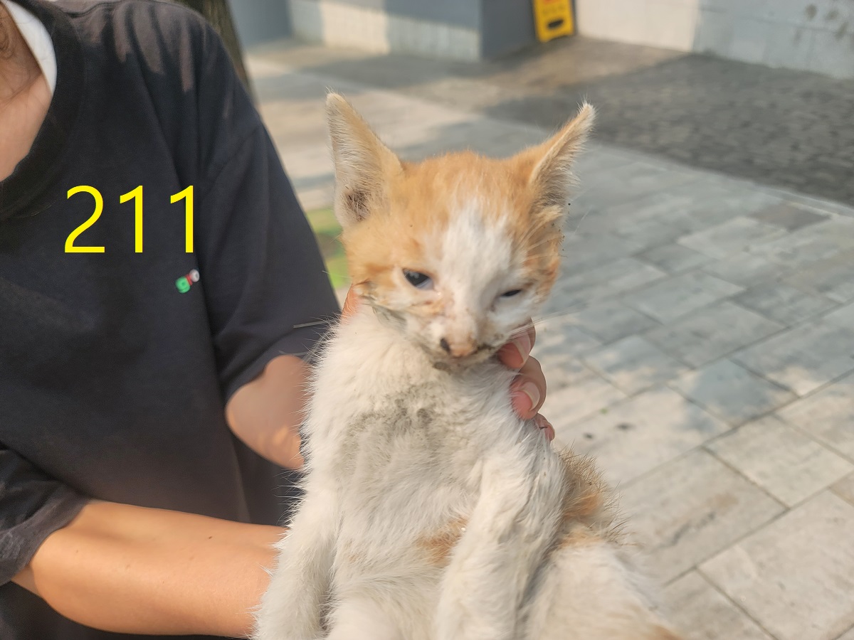 [고양이] 한국 고양이 인천-계양-2025-00208 유기동물 배경 이미지 입니다.