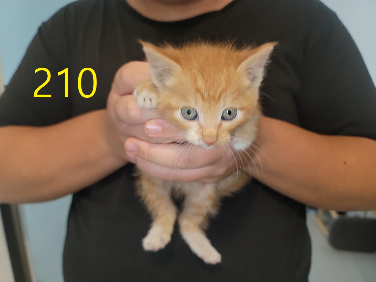 [고양이] 한국 고양이 인천-계양-2025-00209 유기동물 배경 이미지 입니다.