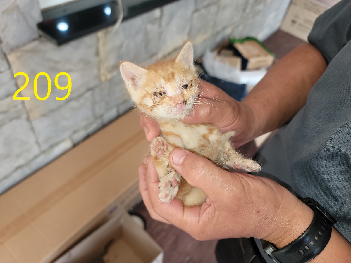 [고양이] 한국 고양이 인천-계양-2025-00210 유기동물 배경 이미지 입니다.