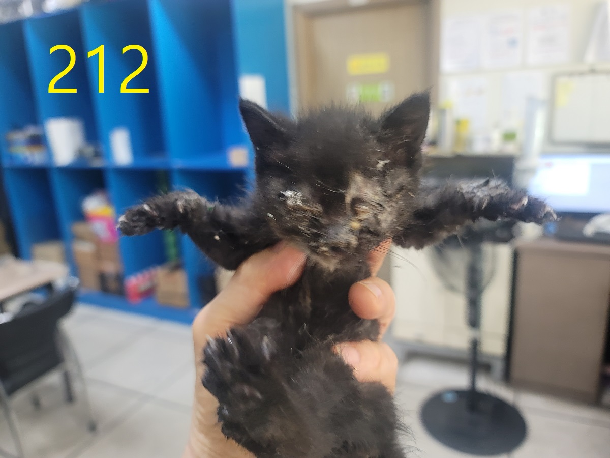 [고양이] 한국 고양이 인천-계양-2025-00207 유기동물 배경 이미지 입니다.