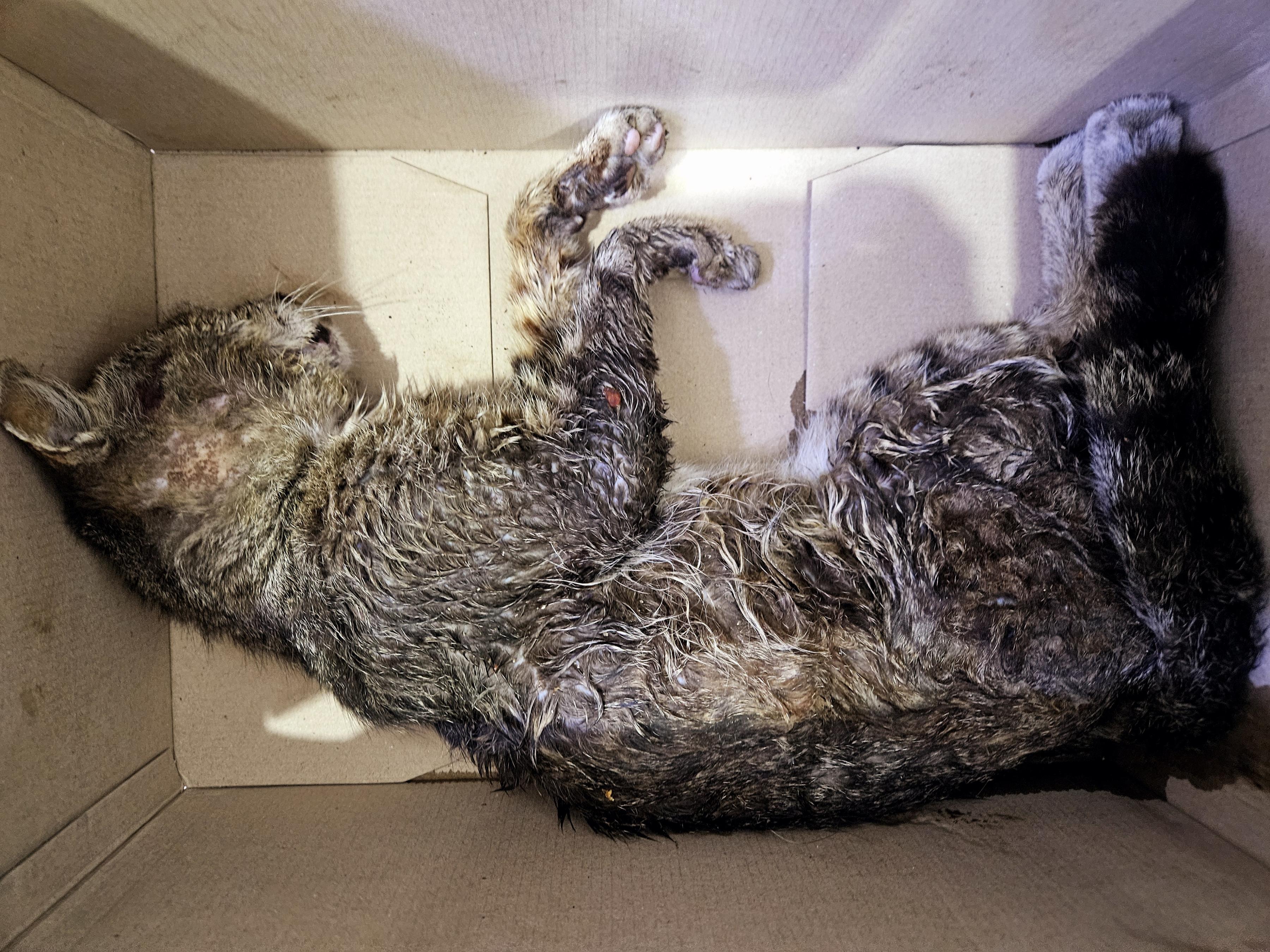 [고양이] 한국 고양이 대구-수성-2025-00264 유기동물 배경 이미지 입니다.