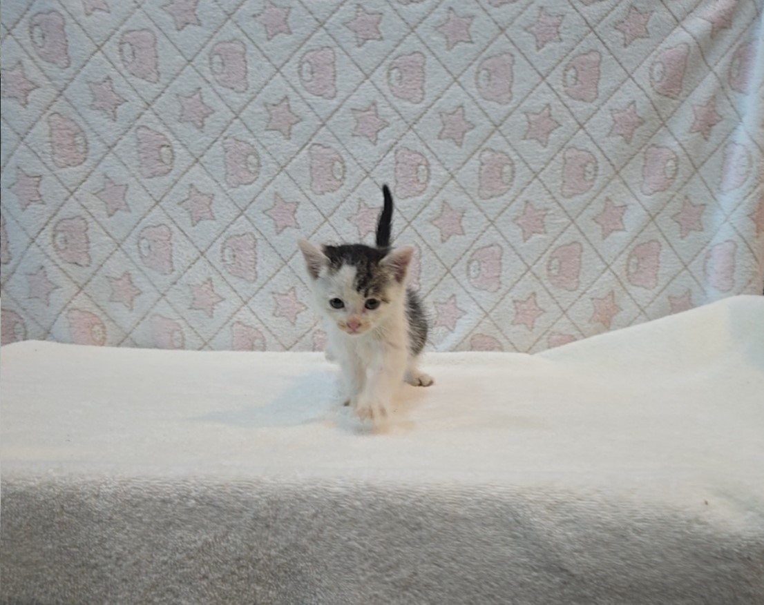 [고양이] 믹스묘 전북-군산-2025-00568 유기동물 배경 이미지 입니다.