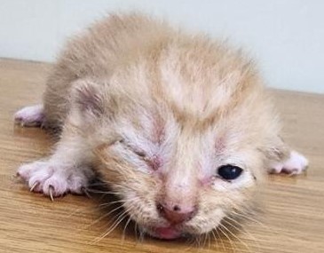 [고양이] 한국 고양이 충남-공주-2025-00158 유기동물 배경 이미지 입니다.