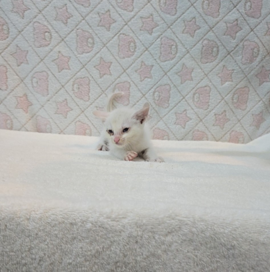 [고양이] 믹스묘 전북-군산-2025-00569 유기동물 배경 이미지 입니다.