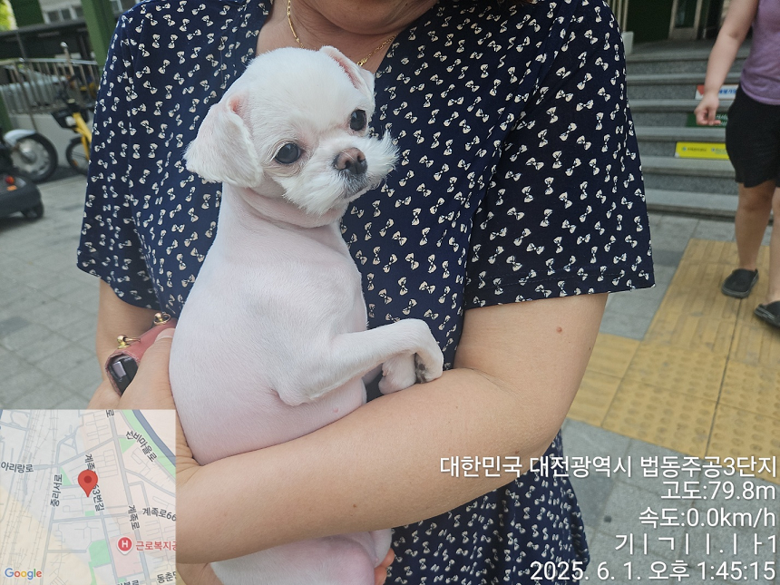 [개] 말티즈 대전-대덕-2025-00080 유기동물 배경 이미지 입니다.