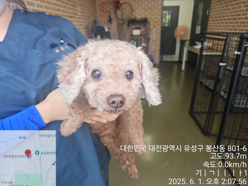 [개] 푸들 대전-대덕-2025-00081 유기동물 배경 이미지 입니다.