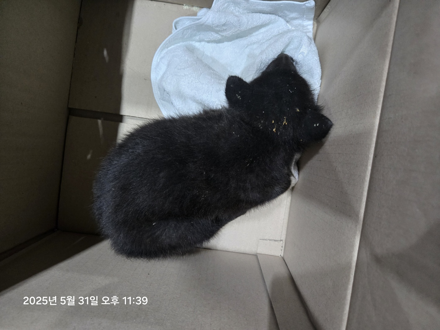 울산유기동물보호센터_431373202500703
