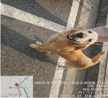 [개] 골든 리트리버 대전-유성-2025-00132 유기동물 배경 이미지 입니다.