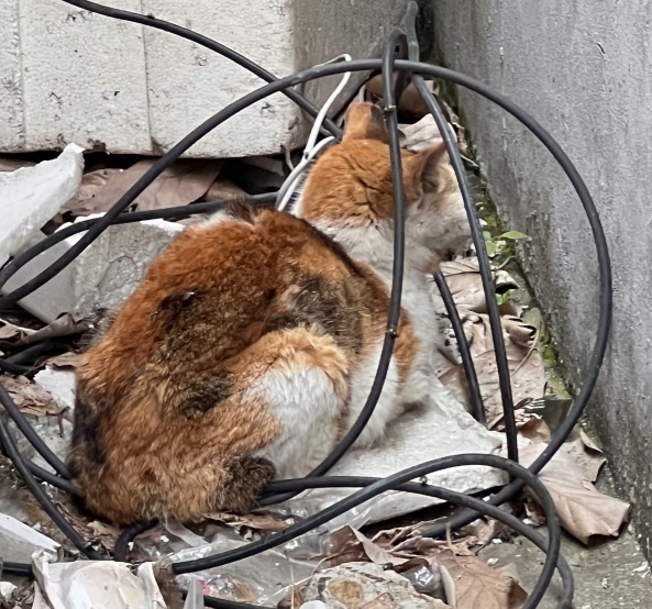 [고양이] 한국 고양이 서울-용산-2025-00072 유기동물 배경 이미지 입니다.