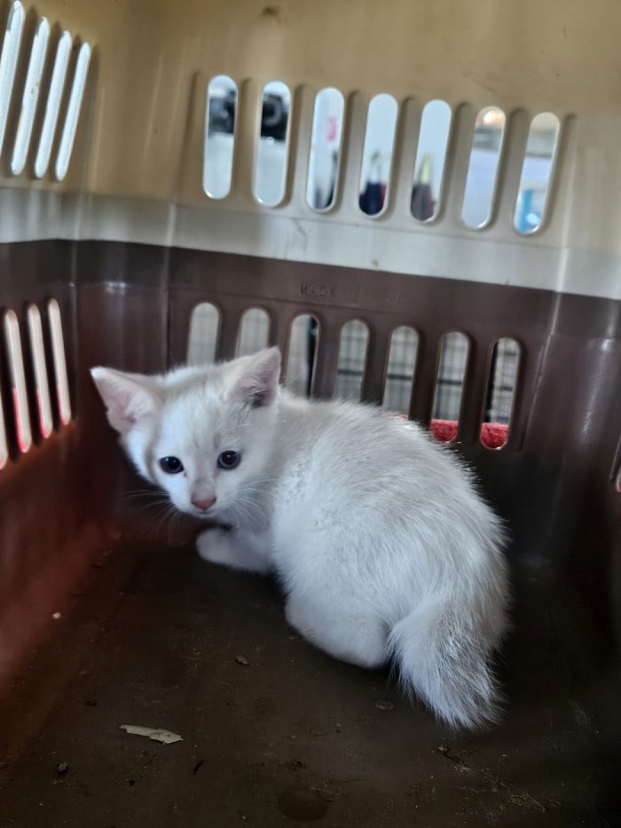 [고양이] 한국 고양이 부산-부산진-2025-00111 유기동물 배경 이미지 입니다.