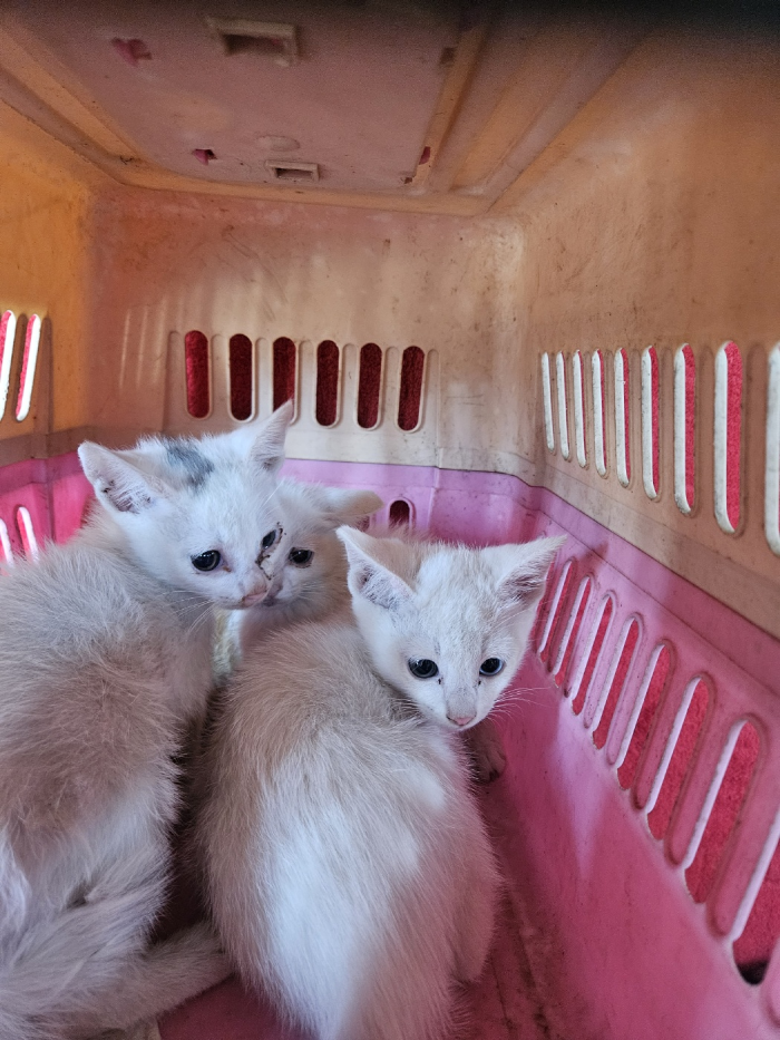 [고양이] 한국 고양이 부산-부산진-2025-00109 유기동물 배경 이미지 입니다.