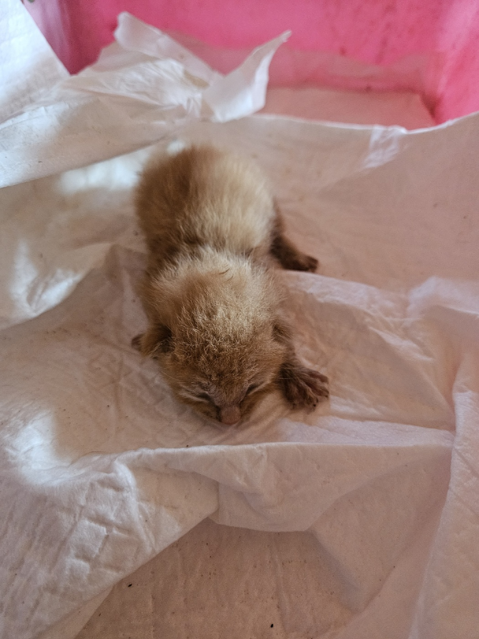 [고양이] 한국 고양이 부산-부산진-2025-00105 유기동물 배경 이미지 입니다.