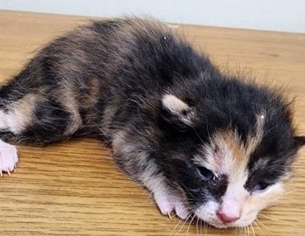[고양이] 한국 고양이 충남-공주-2025-00161 유기동물 배경 이미지 입니다.