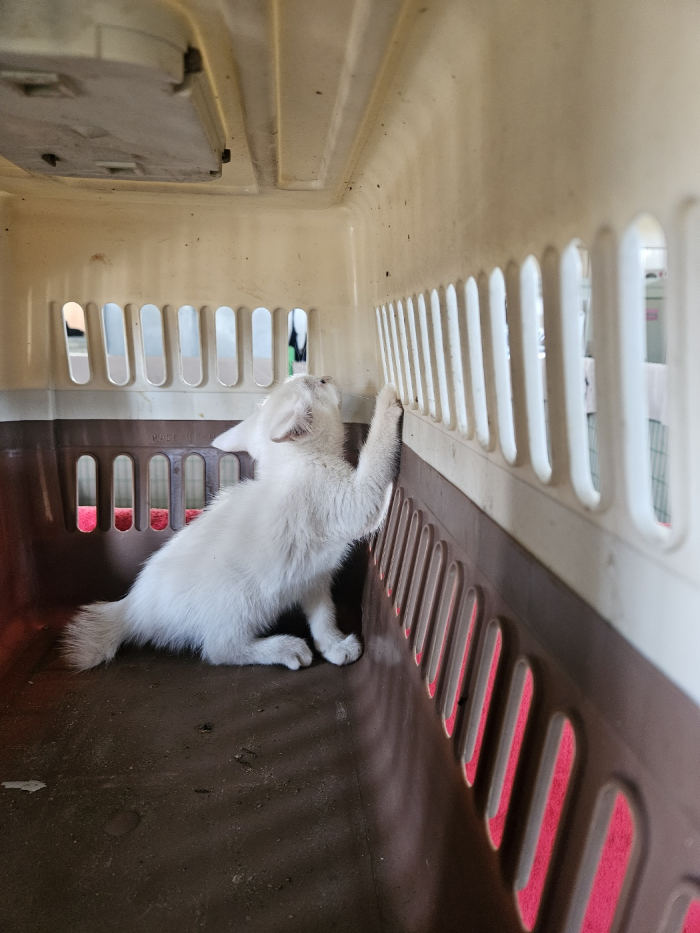 [고양이] 한국 고양이 부산-부산진-2025-00110 유기동물 배경 이미지 입니다.