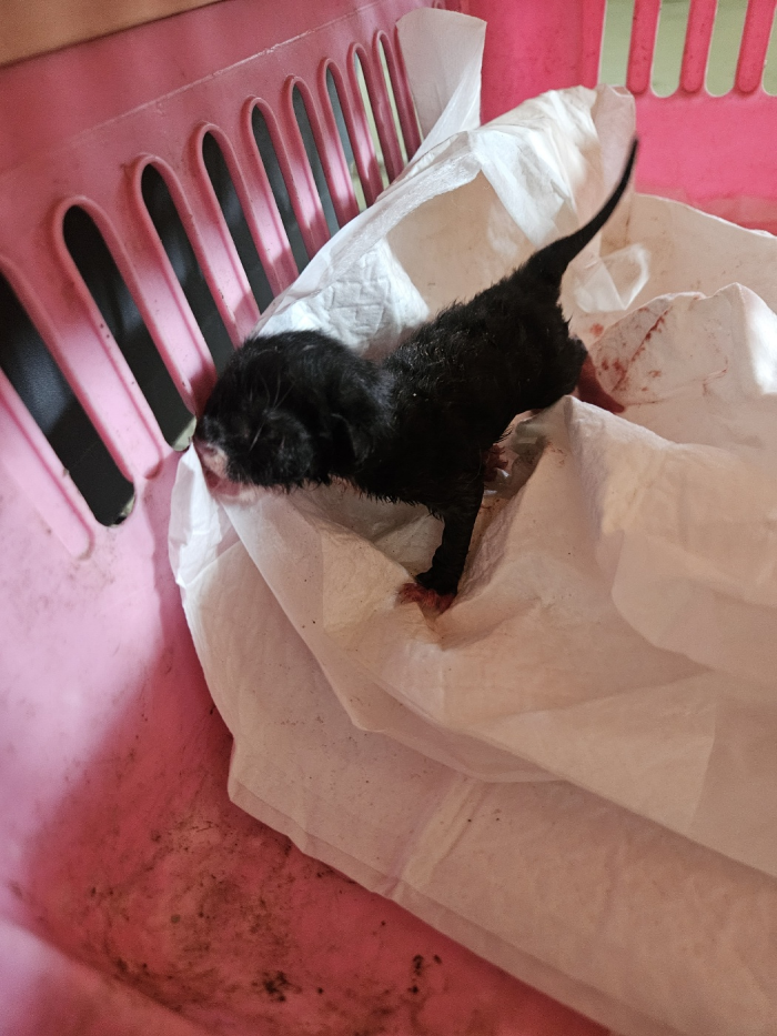 [고양이] 한국 고양이 부산-부산진-2025-00108 유기동물 배경 이미지 입니다.