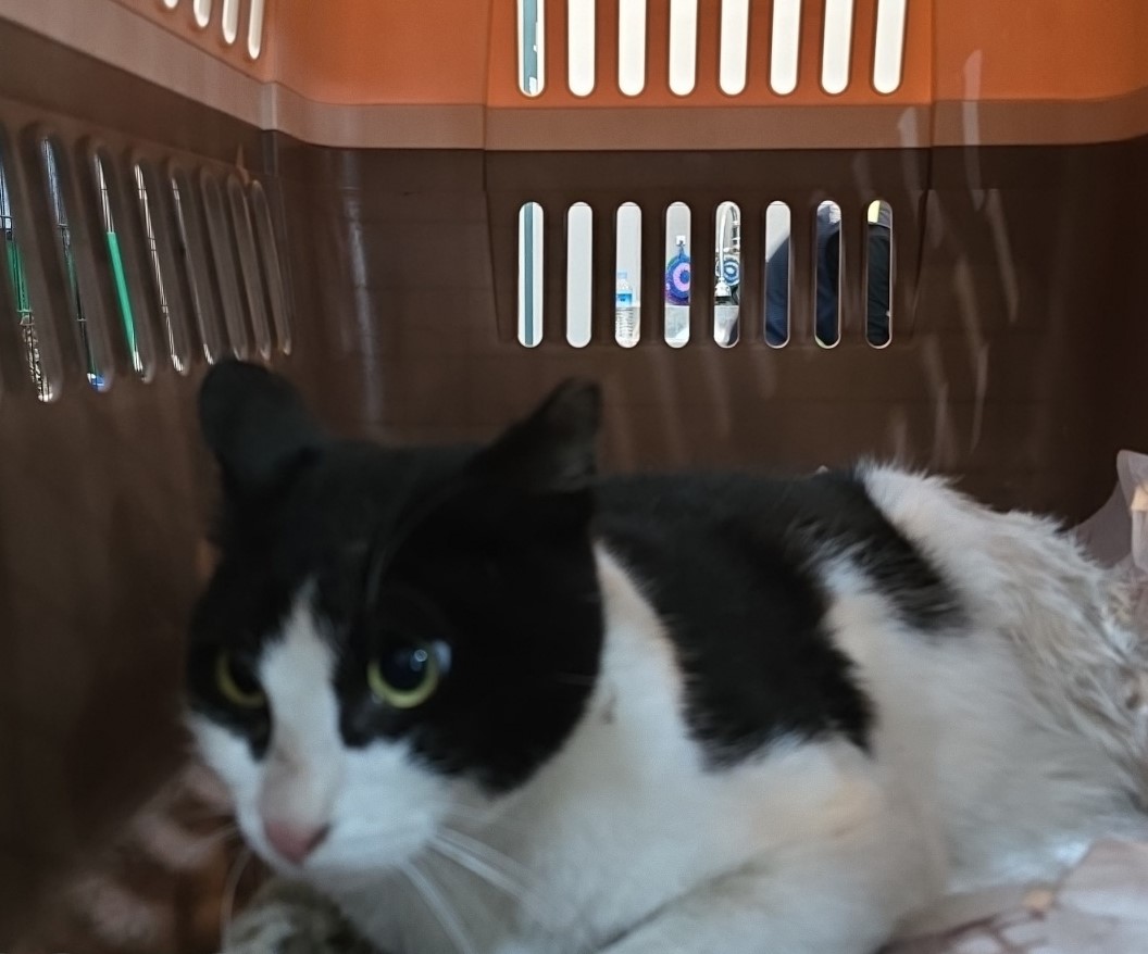 [고양이] 믹스묘 전북-군산-2025-00570 유기동물 배경 이미지 입니다.