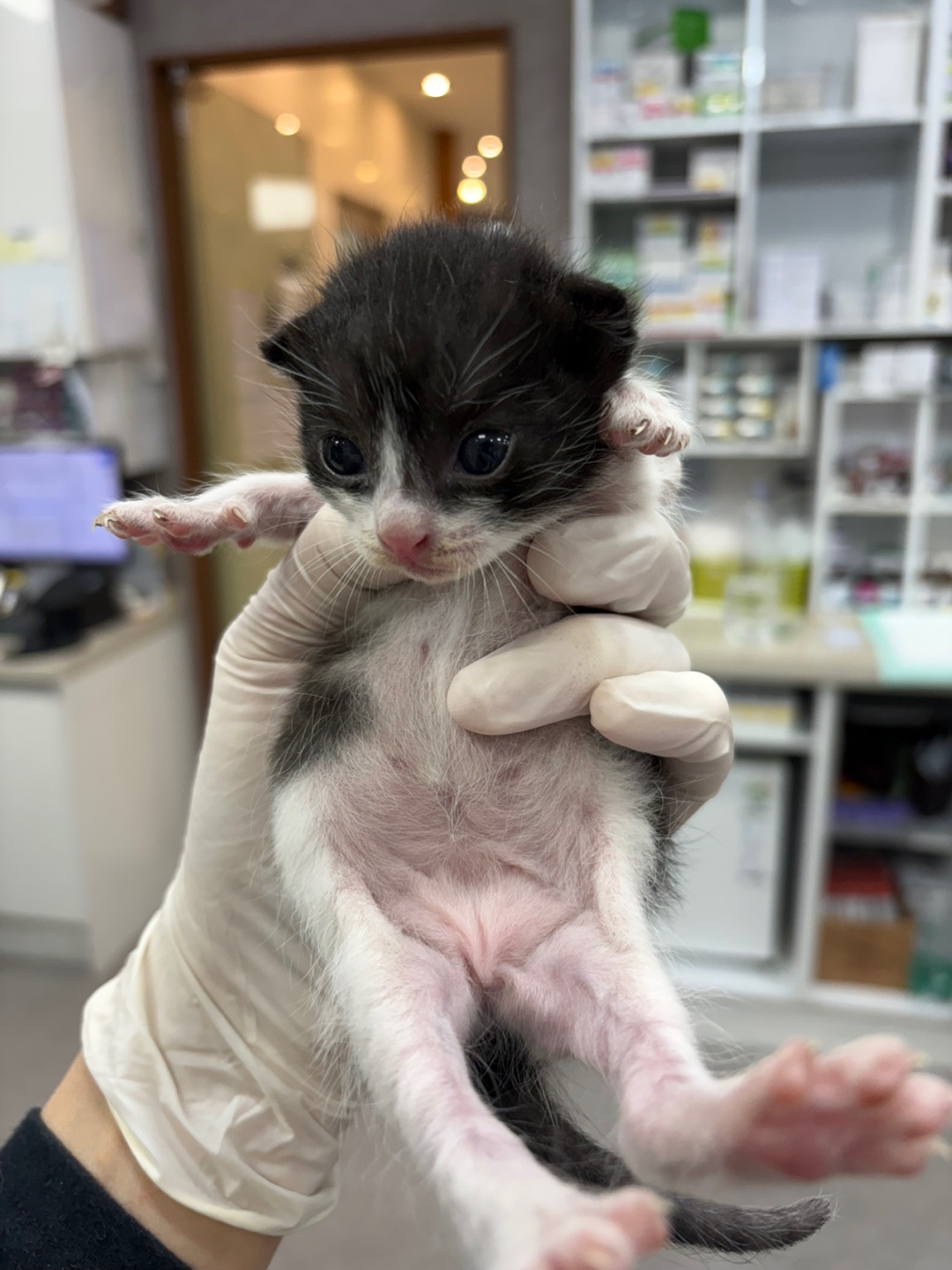 [고양이] 한국 고양이 경기-부천-2025-00255 유기동물 배경 이미지 입니다.