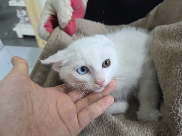 [고양이] 한국 고양이 전북-전주-2025-00449 유기동물 배경 이미지 입니다.