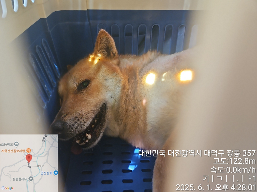 [개] 진도견 대전-대덕-2025-00082 유기동물 배경 이미지 입니다.