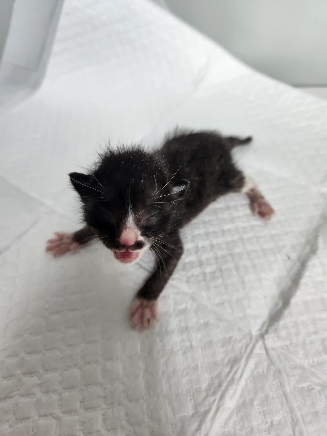 [고양이] 한국 고양이 부산-동구-2025-00030 유기동물 배경 이미지 입니다.