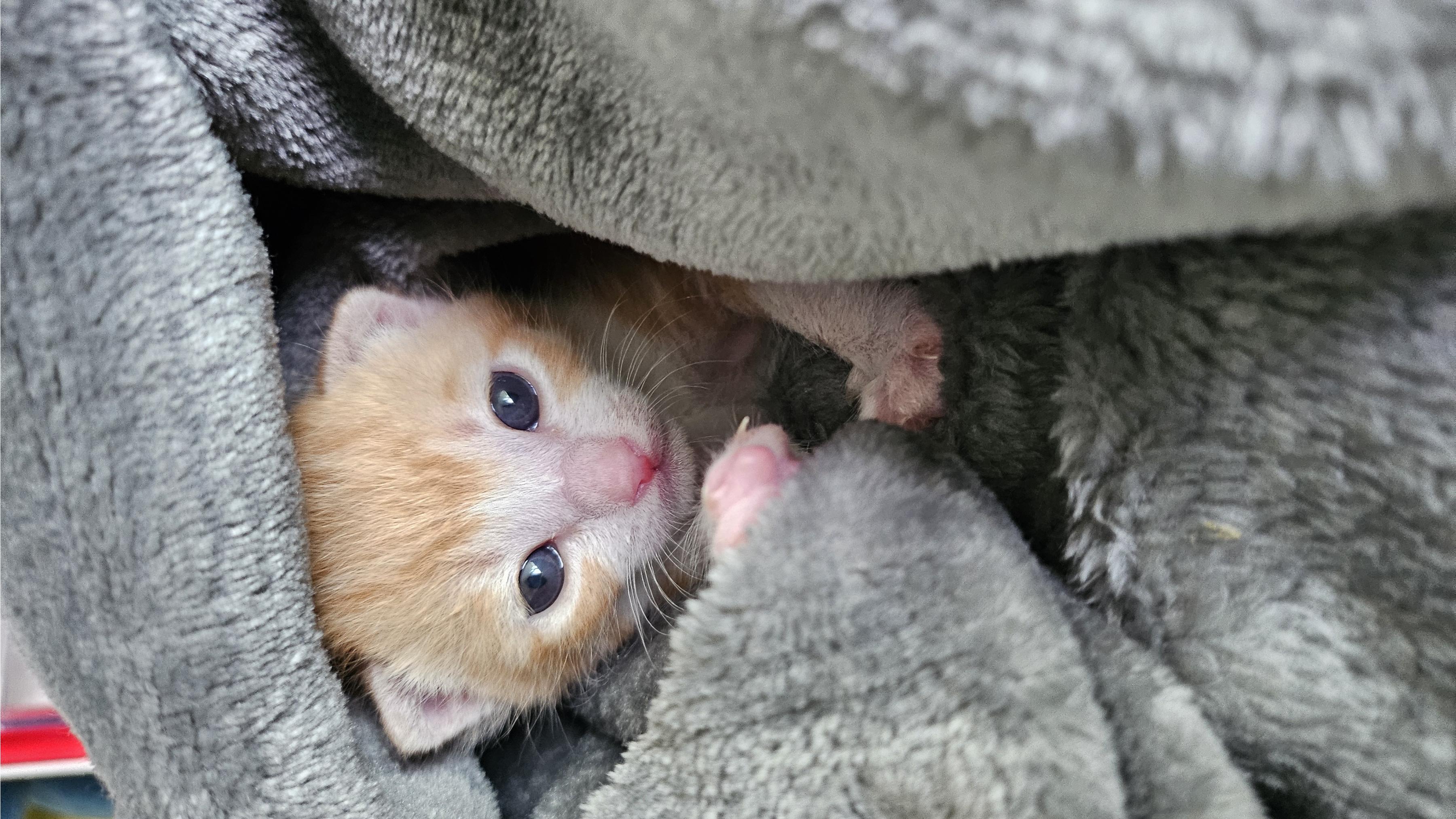 [고양이] 한국 고양이 전북-전주-2025-00450 유기동물 배경 이미지 입니다.