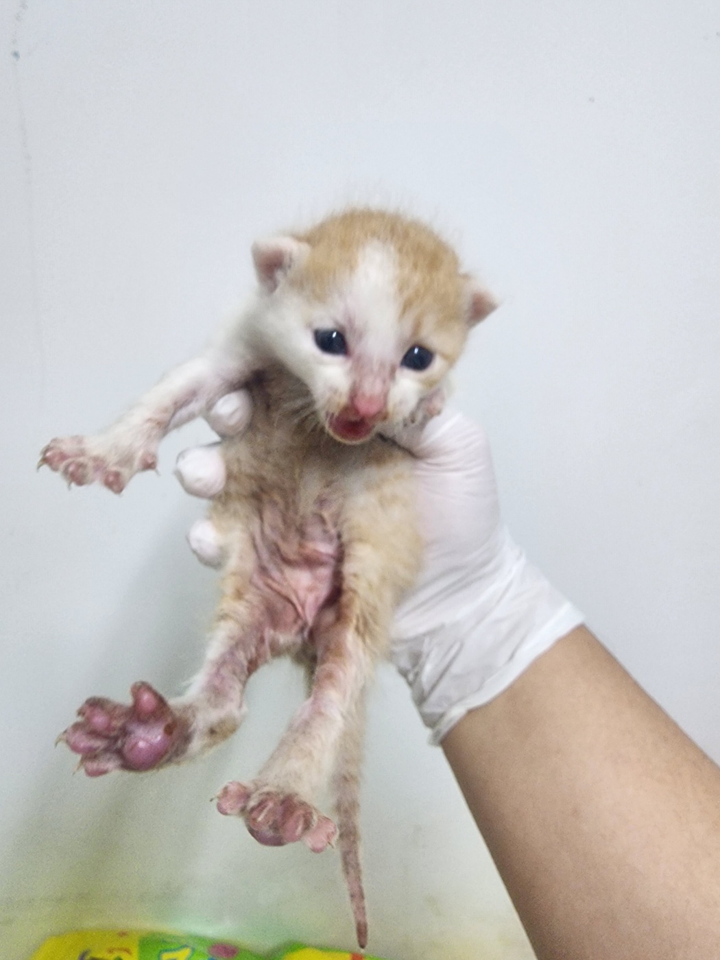 [고양이] 한국 고양이 인천-남동-2025-00168 유기동물 배경 이미지 입니다.