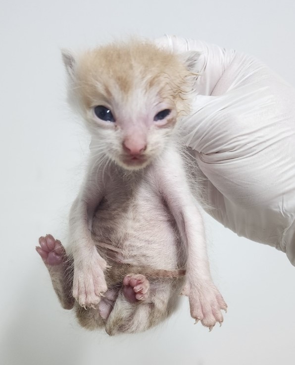 [고양이] 한국 고양이 인천-남동-2025-00169 유기동물 배경 이미지 입니다.