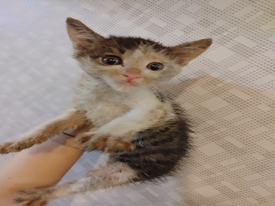 [고양이] 믹스묘 부산-동래-2025-00081 유기동물 배경 이미지 입니다.